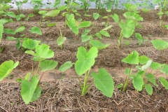 photo_2019-06-18_22-04-16